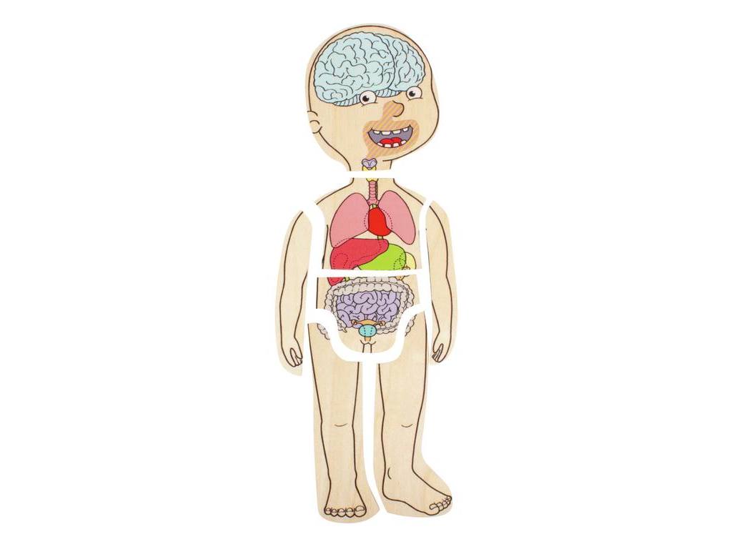 Puzzle 5 en 1 Anatomía Femenina- Beleduc
