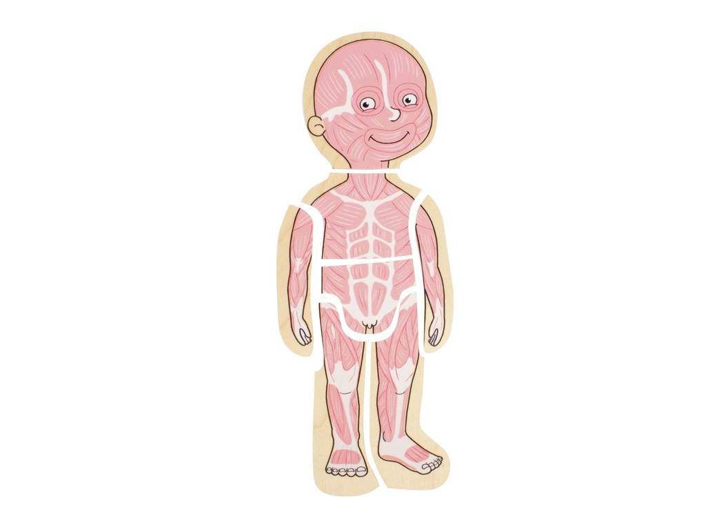 Puzzle 5 en 1 Anatomía Masculina- Beleduc