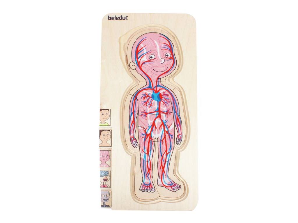 Puzzle 5 en 1 Anatomía Masculina- Beleduc