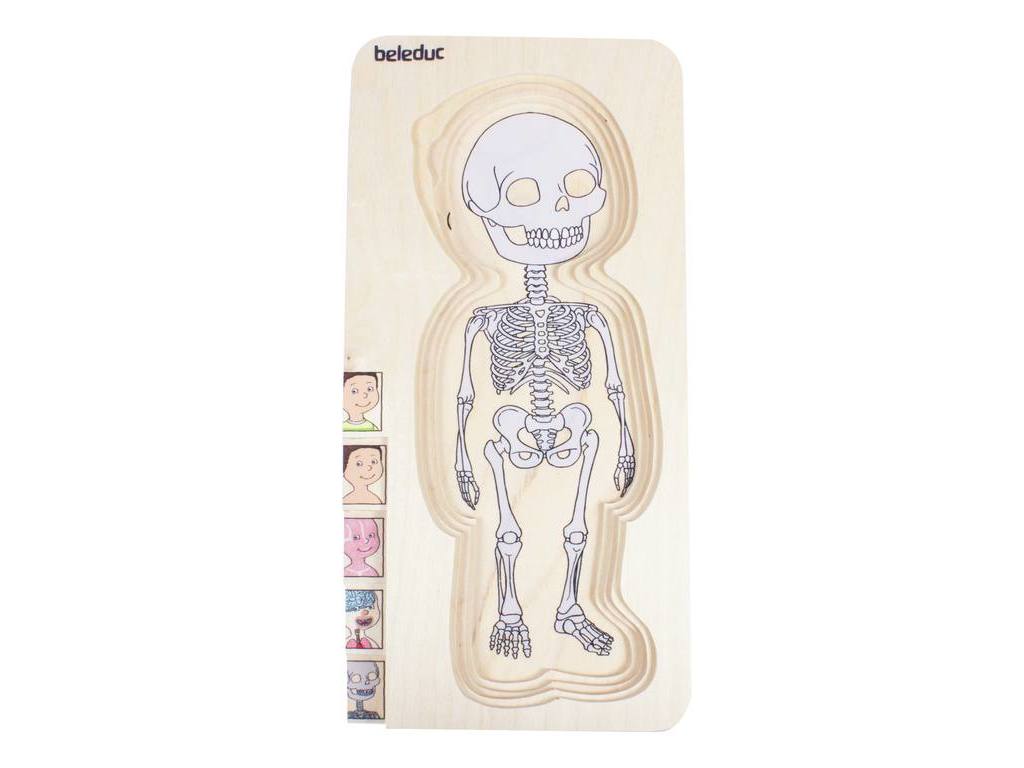 Puzzle 5 en 1 Anatomía Masculina- Beleduc